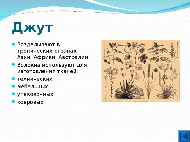 Джут Возделывают в тропических странах Азии, Африки, Австралии Волокна используют для изготовления тканей: технических мебельных упаковочных ковровых 