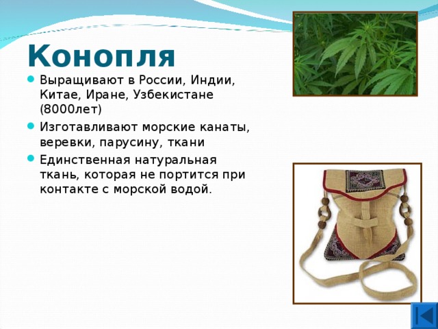 Конопля Выращивают в России, Индии, Китае, Иране, Узбекистане (8000лет) Изготавливают морские канаты, веревки, парусину, ткани Единственная натуральная ткань, которая не портится при контакте с морской водой. 