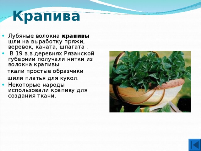 Крапива Лубяные волокна крапивы шли на выработку пряжи, веревок, каната, шпагата .  В 19 в.в деревнях Рязанской губернии получали нитки из волокна крапивы  ткали простые образчики  шили платья для кукол. Некоторые народы использовали крапиву для создания ткани. 