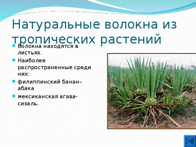 Натуральные волокна из тропических растений Волокна находятся в листьях. Наиболее распространенные среди них: филиппинский банан–абака  мексиканская агава-сизаль . 