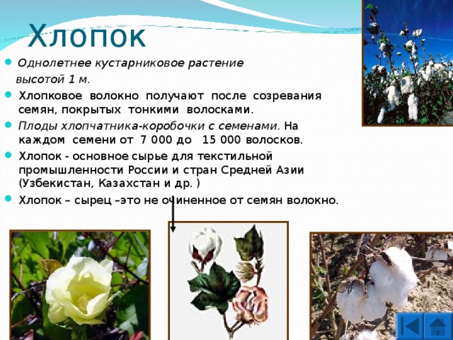 Хлопок Однолетнее кустарниковое растение  высотой 1  м . Хлопковое волокно получают после созревания семян, покрытых тонкими волосками. Плоды хлопчатника-коробочки с семенами . На каждом семени от 7 000 до 15 000 волосков. Хлопок - основное сырье для текстильной промышленности России и стран Средней Азии (Узбекистан, Казахстан и др. ) Хлопок – сырец –это не очиненное от семян волокно. 