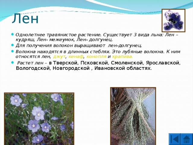 Лен Однолетнее травянистое растение. Существует 3 вида льна: Лен – кудряш, Лен- межеумок, Лен- долгунец. Для получения волокон выращивают лен-долгунец. Волокна находятся в длинных стеблях. Это лубяные волокна. К ним относятся лен, джут , кенаф , конопля и крапива.  Растет лен – в Тверской, Псковской, Смоленской, Ярославской, Вологодской, Новгородской , Ивановской областях.  