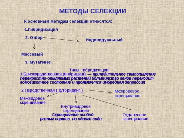МЕТОДЫ СЕЛЕКЦИИ К основным методам селекции относятся:  1.Г ибридизация   2. О тбор    Индивидуальный  Массовый  3. М утагенез Т ипы  гибридизации: 1. Близкородственная (инбридинг)  — принудительное самоопыление перекрестно-опыляемых растений,большинство генов переходит гомозиготное состояние и проявляется имбредная депрессия  2. Неродственная ( аутбридинг ) ‏ Межвидовое скрещивание.  Внутривидовое  скрещивание  Скрещивание особей  разных сортов, но одного вида.   Межродовое скрещивание Отдаленное скрещивание 