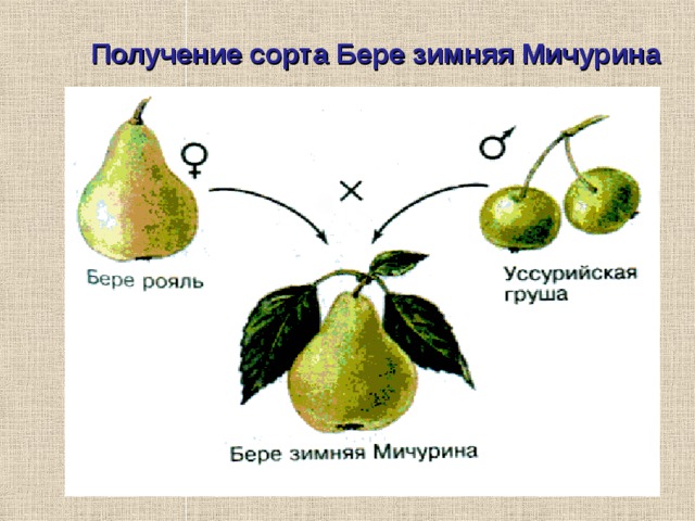 Получение сорта Бере зимняя Мичурина 
