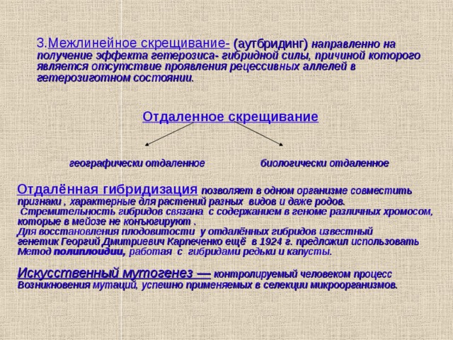 3. Межлинейное скрещивание-  (аутбридинг) направленно на получение эффекта гетерозиса- гибридной силы, причиной которого является отсутствие проявления рецессивных аллелей в гетерозиготном состоянии.   Отдаленное скрещивание географически отдаленное биологически отдаленное Отдалённая гибридизация позволяет в одном организме совместить признаки ,  характерные для растений разных видов и даже родов .  Стремительность  гибридов связана с содержанием в геноме различных хромосом, которые в мейозе не  конъюгируют . Для восстановления плодовитости у отдалённых гибридов известный генетик Георгий Дмитриевич Карпеченко ещё в 1924 г. предложил использовать М етод  полиплоидии, работая с гибридами редьки и капусты.  Искусственный мутогенез — контролируемый человеком процесс В озникновения  мутаций, успешно применяемых в селекции микроорганизмов.   