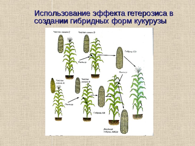 Использование эффекта гетерозиса в создании гибридных форм кукурузы 