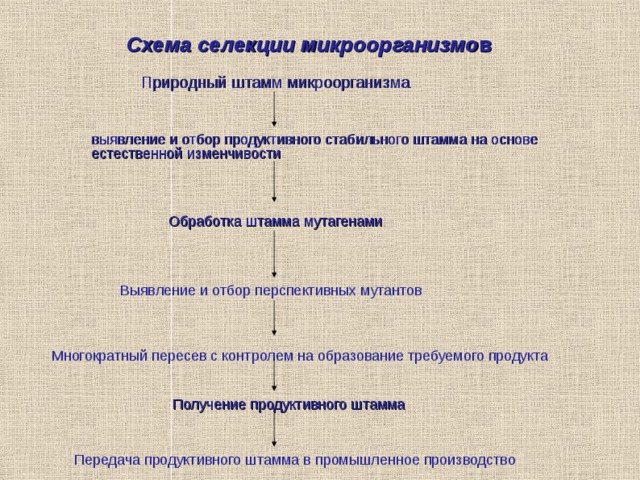  Схема селекции микроорганизмо в    Природный штамм микроорганизма  выявление и отбор продуктивного стабильного штамма на основе естественной изменчивости Обработка штамма мутагенами Выявление и отбор перспективных мутантов Многократный пересев с контролем на образование требуемого продукта Получение продуктивного штамма Передача продуктивного штамма в промышленное производство 