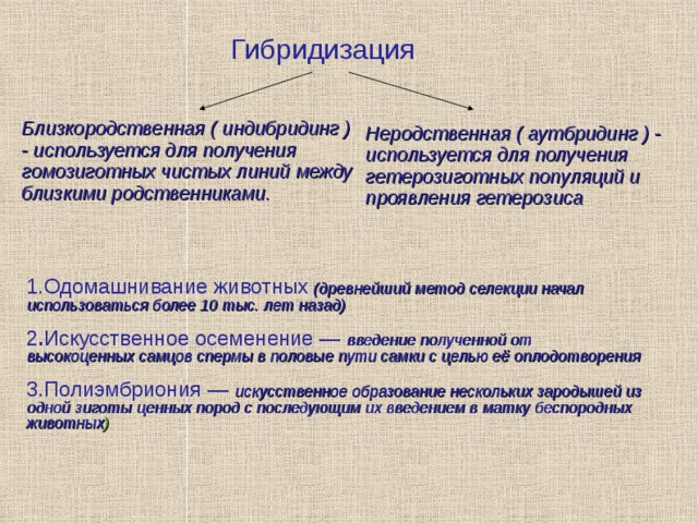 Гибридизация Близкородственная ( индибридинг ) - используется для получения гомозиготных чистых линий между близкими родственниками. Неродственная ( аутбридинг ) - используется для получения гетерозиготных популяций и проявления гетерозиса 1.Одомашнивание животных (древнейший метод селекции начал использоваться более 10 тыс. лет назад) ‏  2 . Искусственное осеменение — введение полученной от высокоценных самцов спермы в половые пути самки с целью её оплодотворения  3.Полиэмбриония — искусственное образование нескольких зародышей из одной зиготы ценных пород с последующим их введением в матку беспородных животных ) ‏ 