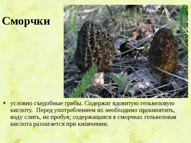Сморчки условно съедобные грибы. Содержат ядовитую гельвеловую кислоту. Перед употреблением их необходимо прокипятить, воду слить, не пробуя; содержащаяся в сморчках гельвеловая кислота разлагается при кипячении. 