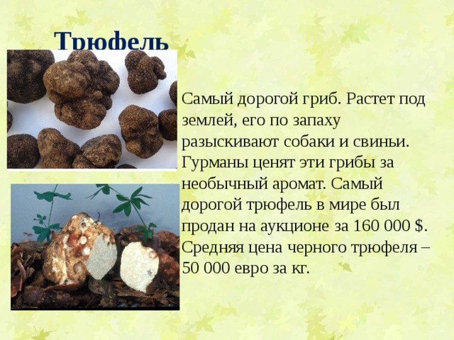 Трюфель  Самый дорогой гриб. Растет под землей, его по запаху разыскивают собаки и свиньи. Гурманы ценят эти грибы за необычный аромат. Самый дорогой трюфель в мире был продан на аукционе за 160 000 $. Средняя цена черного трюфеля – 50 000 евро за кг. 