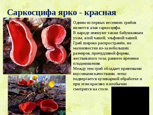 Саркосцифа ярко - красная Одним из первых весенних грибов является алая саркосцифа. В народе именуют также бабушкиным ухом, алой чашей, эльфовой чашей. Гриб широко распространён, но малоизвестен из-за небольших размеров, причудливой формы, жестковатого тела, раннего времени плодоношения. Между тем гриб обладает приятными вкусовыми качествами, легко подвергается кулинарной обработке и при этом красиво и необычно смотрится на столе. 