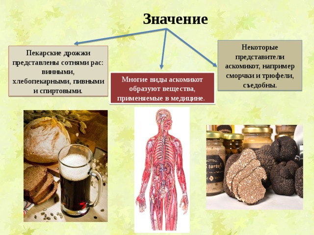 Значение Некоторые представители аскомикот, например сморчки и трюфели, съедобны. Пекарские дрожжи представлены сотнями рас: винными, хлебопекарными, пивными и спиртовыми. Многие виды аскомикот образуют вещества, применяемые в медицине. 