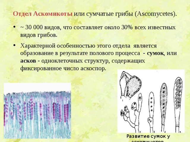 Отдел  Аскомикоты  или сумчатые грибы (Ascomycetes).   ~ 30 000 видов, что составляет около 30% всех известных видов грибов.  Характерной особенностью этого отдела является образование в результате полового процесса - сумок , или асков - одноклеточных структур, содержащих фиксированное число аскоспор. Развитие сумок у аскомицетов. 