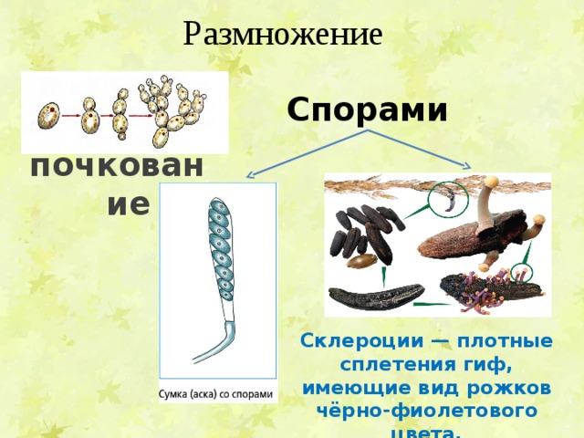 Размножение Спорами почкование Склероции — плотные сплетения гиф, имеющие вид рожков чёрно-фиолетового цвета. 