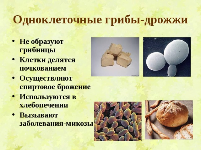 Одноклеточные грибы-дрожжи Не образуют грибницы Клетки делятся почкованием Осуществляют спиртовое брожение Используются в хлебопечении Вызывают заболевания-микозы 
