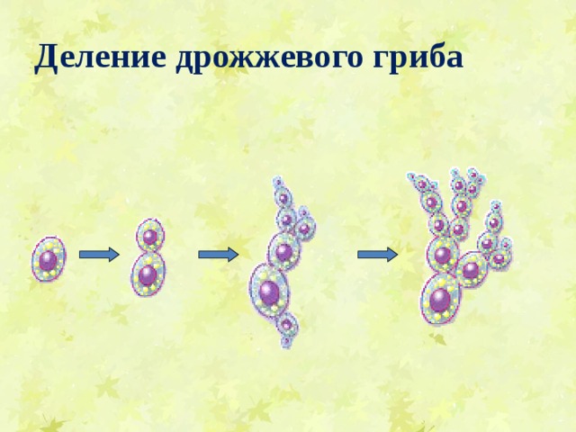 Деление дрожжевого гриба Посмотрим ещё раз поэтапно, как делятся дрожжи. Смотри!  На поверхности клетки появляется вырост, который постепенно увеличивается. Ядро материнской клетки делится на две части, одна из которых переходит в этот бугорок.  Таким образом, возникают две клетки. Обрати внимание на то, что материнская клетка при этом не перестает существовать, как это бывает при обычном делении материнской клетки на две дочерние.  Такой способ размножения называется почкованием.  