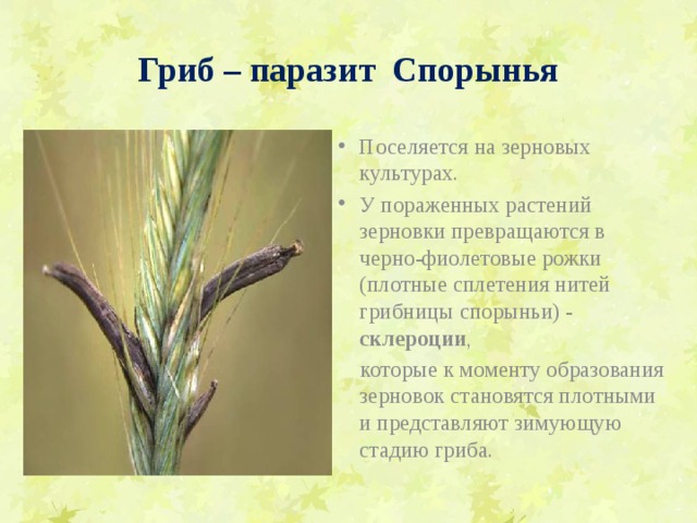 Гриб – паразит Спорынья Поселяется на зерновых культурах. У пораженных растений зерновки превращаются в черно-фиолетовые рожки (плотные сплетения нитей грибницы спорыньи) - склероции ,  которые к моменту образования зерновок становятся плотными и представляют зимующую стадию гриба. 