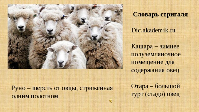  Словарь стригаля Dic.akademik.ru Кашара – зимнее полуземляночное помещение для содержания овец Отара – большой гурт (стадо) овец Руно – шерсть от овцы, стриженная одним полотном 