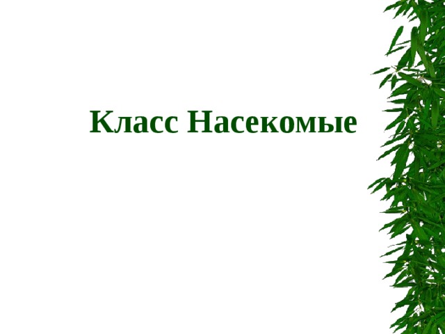  Класс Насекомые 