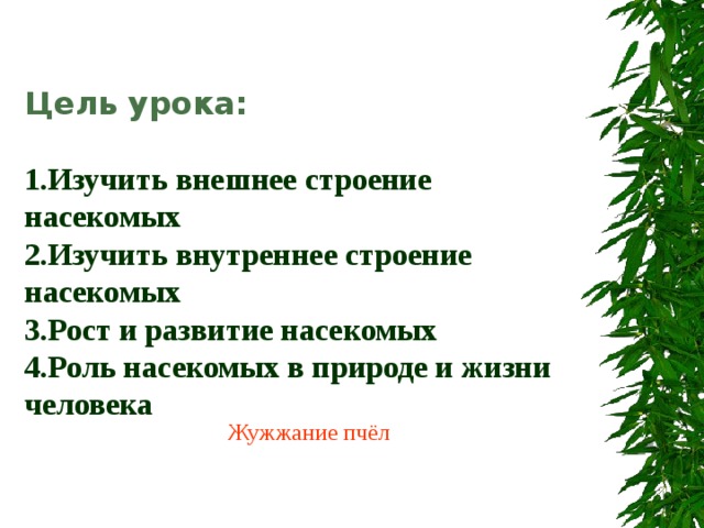 Цель урока:   1.Изучить внешнее строение насекомых  2.Изучить внутреннее строение насекомых  3.Рост и развитие насекомых  4.Роль насекомых в природе и жизни человека  Жужжание пчёл 