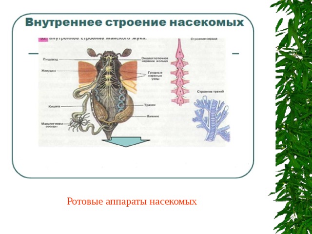  Ротовые аппараты насекомых 