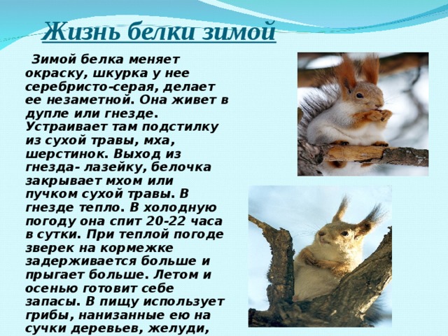 Жизнь белки зимой  Зимой белка меняет окраску, шкурка у нее серебристо-серая, делает ее незаметной. Она живет в дупле или гнезде. Устраивает там подстилку из сухой травы, мха, шерстинок. Выход из гнезда- лазейку, белочка закрывает мхом или пучком сухой травы. В гнезде тепло. В холодную погоду она спит 20-22 часа в сутки. При теплой погоде зверек на кормежке задерживается больше и прыгает больше.  Летом и осенью готовит себе запасы. В пищу использует грибы, нанизанные ею на сучки деревьев, желуди, ягоды, орехи. Питается и семенами еловых шишек. 