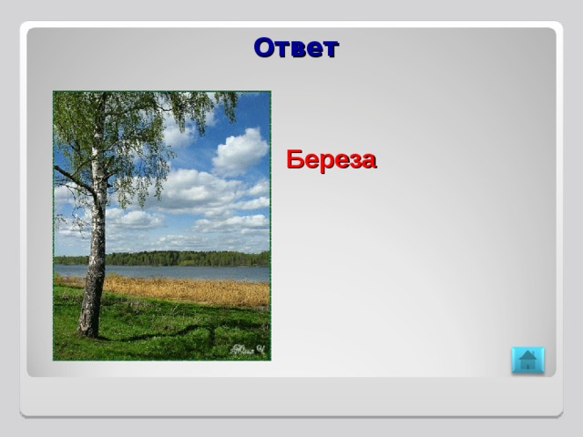 Ответ Береза 