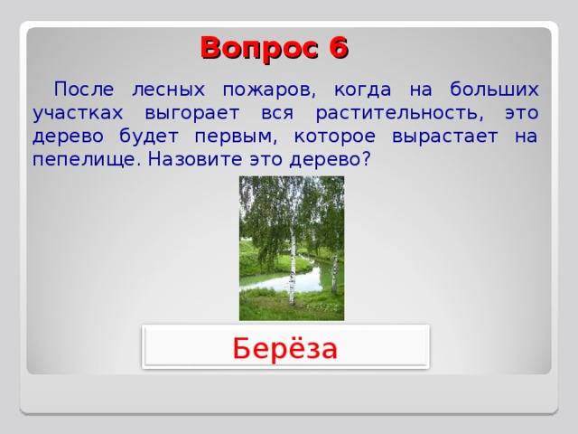 Вопрос 6 После лесных пожаров, когда на больших участках выгорает вся растительность, это дерево будет первым, которое вырастает на пепелище. Назовите это дерево? Берёза 