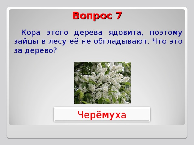 Вопрос 7 Кора этого дерева ядовита, поэтому зайцы в лесу её не обгладывают. Что это за дерево? Черёмуха 