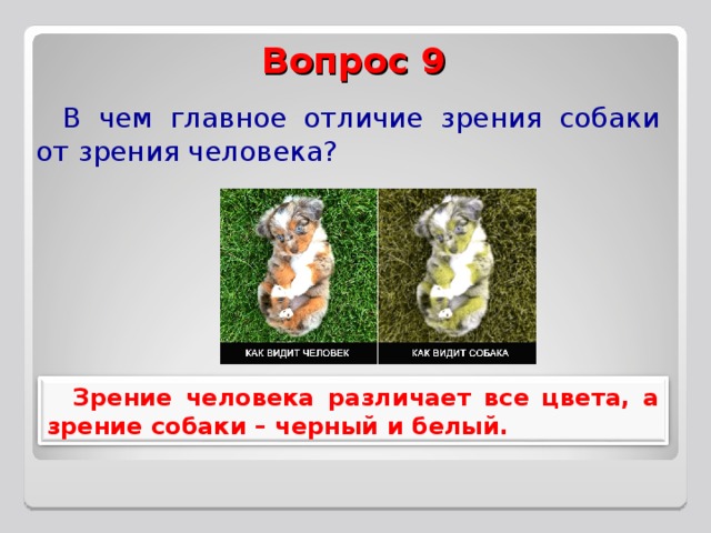Вопрос 9 В чем главное отличие зрения собаки от зрения человека? Зрение человека различает все цвета, а зрение собаки – черный и белый. 