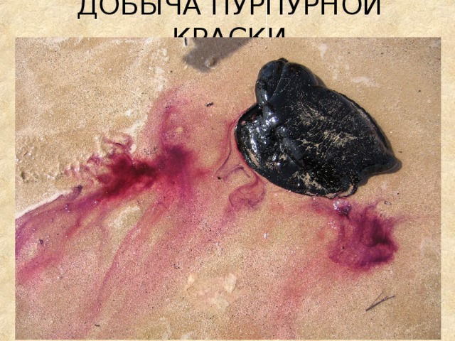 ДОБЫЧА ПУРПУРНОЙ КРАСКИ 