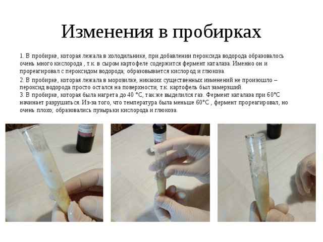 Изменения в пробирках 1. В пробирке, которая лежала в холодильнике, при добавлении пероксида водорода образовалось очень много кислорода , т.к. в сыром картофеле содержится фермент каталаза. Именно он и прореагировал с пероксидом водорода; образовывается кислород и глюкоза. 2. В пробирке, которая лежала в морозилке, никаких существенных изменений не произошло – пероксид водорода просто остался на поверхности, т.к. картофель был замерзший.  3. В пробирке, которая была нагрета до 40 °С, так же выделился газ. Фермент каталаза при 60°С начинает разрушаться. Из-за того, что температура была меньше 60°С , фермент прореагировал, но очень плохо; образовались пузырьки кислорода и глюкоза.  
