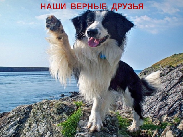 НАШИ ВЕРНЫЕ ДРУЗЬЯ 