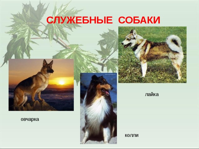 СЛУЖЕБНЫЕ СОБАКИ лайка овчарка колли 