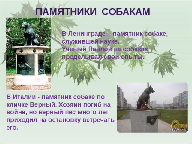 Памятники собакам В Ленинграде – памятник собаке, служившей науке. Ученый Павлов на собаках проделывал свои опыты. В Италии - памятник собаке по кличке Верный. Хозяин погиб на войне, но верный пес много лет приходил на остановку встречать его.  