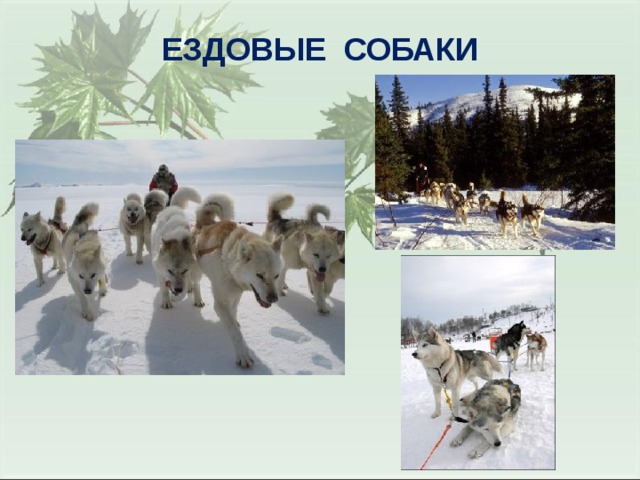 ЕЗДОВЫЕ СОБАКИ 