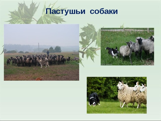 Пастушьи собаки 
