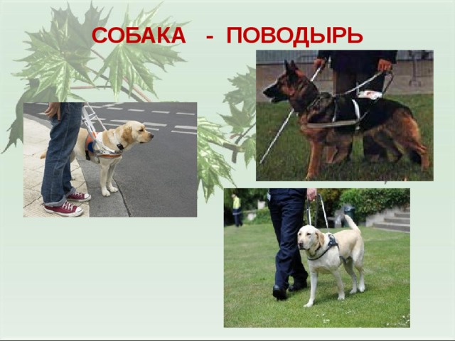 СОБАКА - ПОВОДЫРЬ 