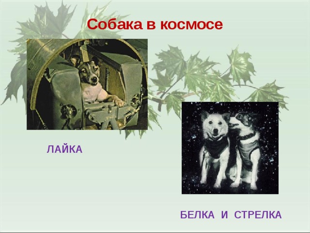 Собака в космосе ЛАЙКА БЕЛКА И СТРЕЛКА 