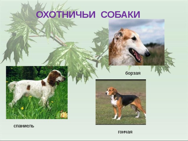 ОХОТНИЧЬИ СОБАКИ борзая спаниель гончая 