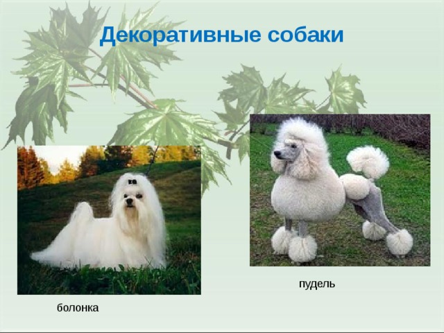 Декоративные собаки пудель болонка 