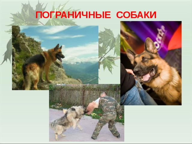 ПОГРАНИЧНЫЕ СОБАКИ 