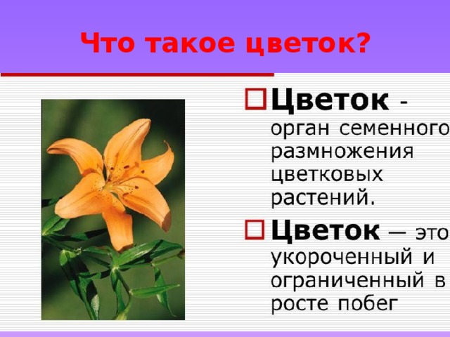 Что такое цветок? 
