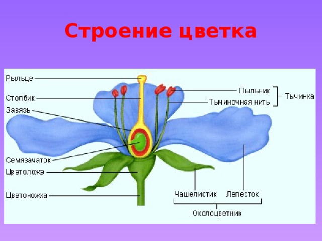 Строение цветка 