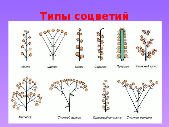 Типы соцветий 