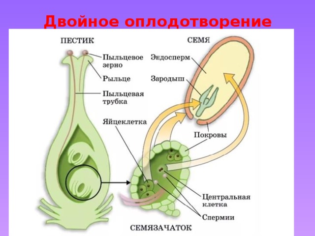Двойное оплодотворение 