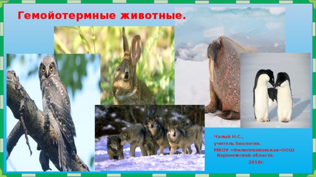  Гемойотермные животные. Чалый Н.С., учитель биологии. МКОУ «Филиппенковская»ООШ Воронежской области.  2018г. 
