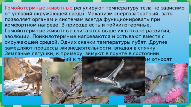 Гомойотермные животные регулируют температуру тела не зависимо от условий окружающей среды. Механизм энергозатратный, зато позволяет органам и системам всегда функционировать при комфортном нагреве. В природе есть и пойкилотермные. Гомойотермные животные считаются выше их в плане развития, эволюции. Пойкилотермные нагреваются и остывают вместе с окружающей средой. Одних скачки температуры губят. Другие замедляют процессы жизнедеятельности, впадая в спячку. Земляные лягушки, к примеру, зимуют в грунте в состоянии анабиоза. Кроме амфибий к пойкилотермным существам относят пресмыкающихся, рыб, простейших, беспозвоночных. Значит, гомойотермными являются млекопитающие и птицы. 