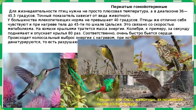  Пернатые гомойотермные  Для жизнедеятельности птиц нужна не просто плюсовая температура, а в диапазоне 36—45,5 градусов. Точный показатель зависит от вида животного. У большинства млекопитающих норма не превышает 40 градусов. Птицы же отлично себя чувствуют и при нагреве тела до 45-ти по шкале Цельсия. Это связано со скоростью метаболизма. На взмахи крыльями тратится масса энергии. Колибри, к примеру, за секунду поднимает и опускает крылья 80 раз. Соответственно, очень быстро бьется сердце. Происходит колоссальный выброс энергии с нагревом, при котором у человека, к примеру, денатурируются, то есть разрушаются белки. Птицы — это класс животных, включающий около 30-ти отрядов. 