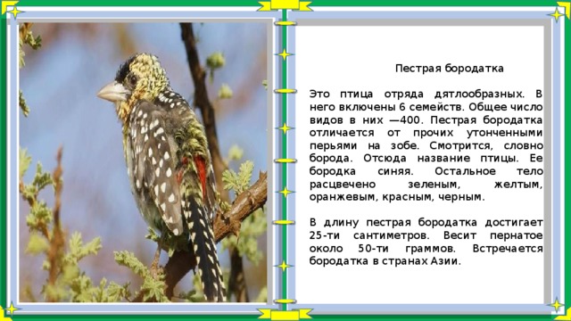  Пестрая бородатка Это птица отряда дятлообразных. В него включены 6 семейств. Общее число видов в них —400. Пестрая бородатка отличается от прочих утонченными перьями на зобе. Смотрится, словно борода. Отсюда название птицы. Ее бородка синяя. Остальное тело расцвечено зеленым, желтым, оранжевым, красным, черным. В длину пестрая бородатка достигает 25-ти сантиметров. Весит пернатое около 50-ти граммов. Встречается бородатка в странах Азии. 
